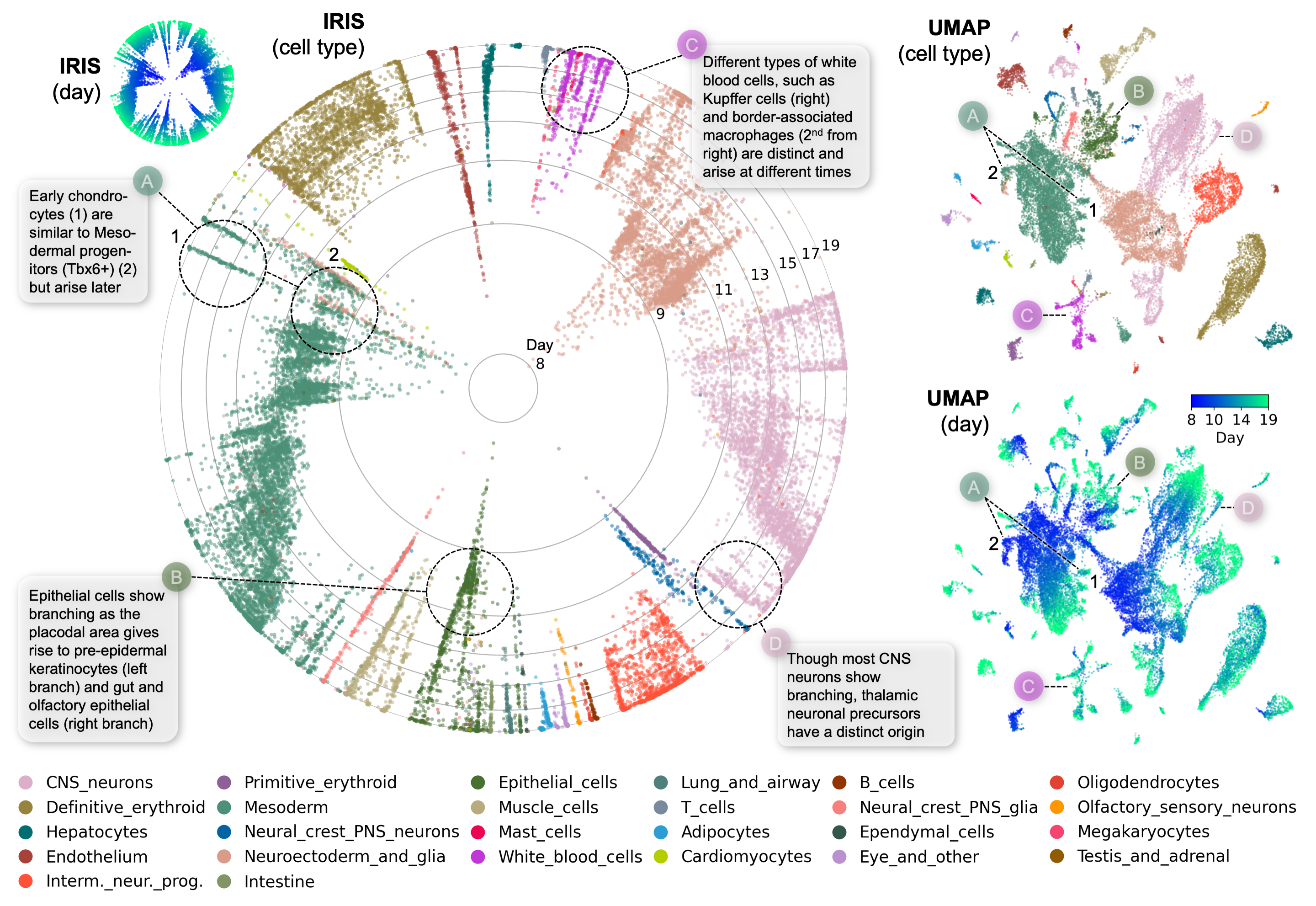 Comparison of IRIS and UMAP for a developmental scRNA-seq dataset